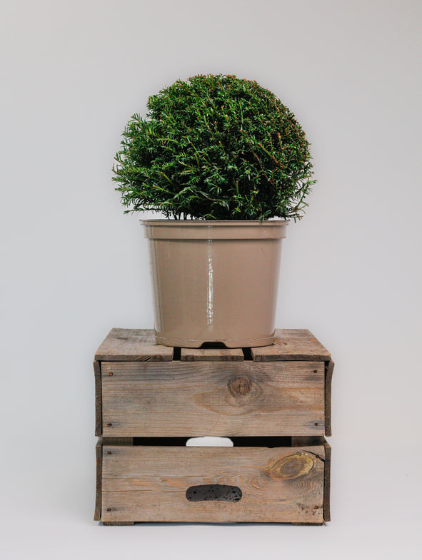 Taxus Dome comes in a 7.5 litre pot and is 30cm in diameter.